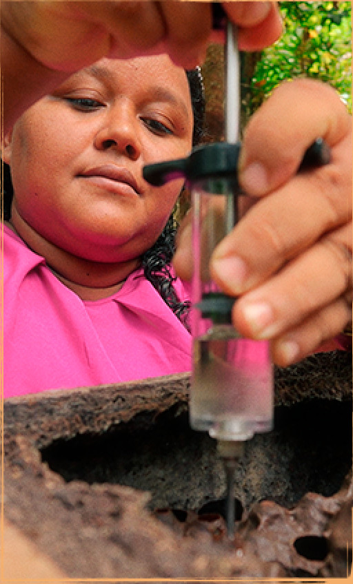 Mulheres Amigas Das Abelhas