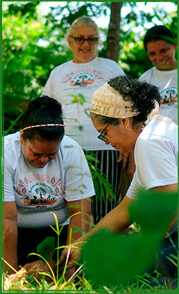 Introdução de práticas de agrofloresta