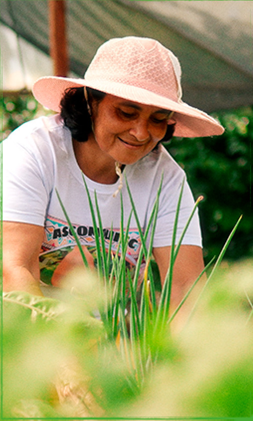 Quintais Agroecológicos
